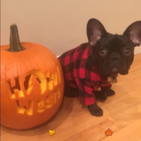 Meet your Posher, Emelda - Picture 3 of 5